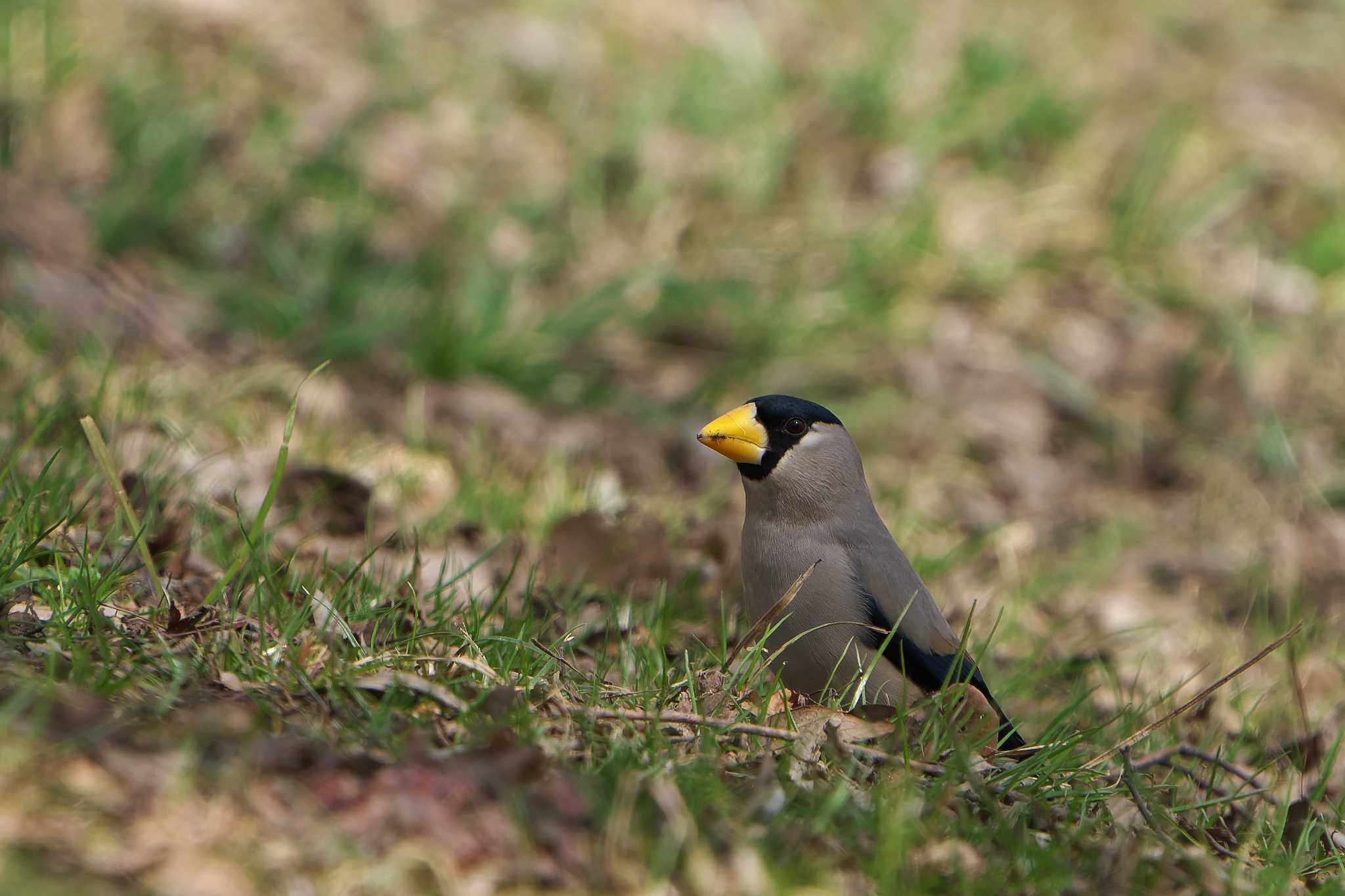 Japanese Grosbeak