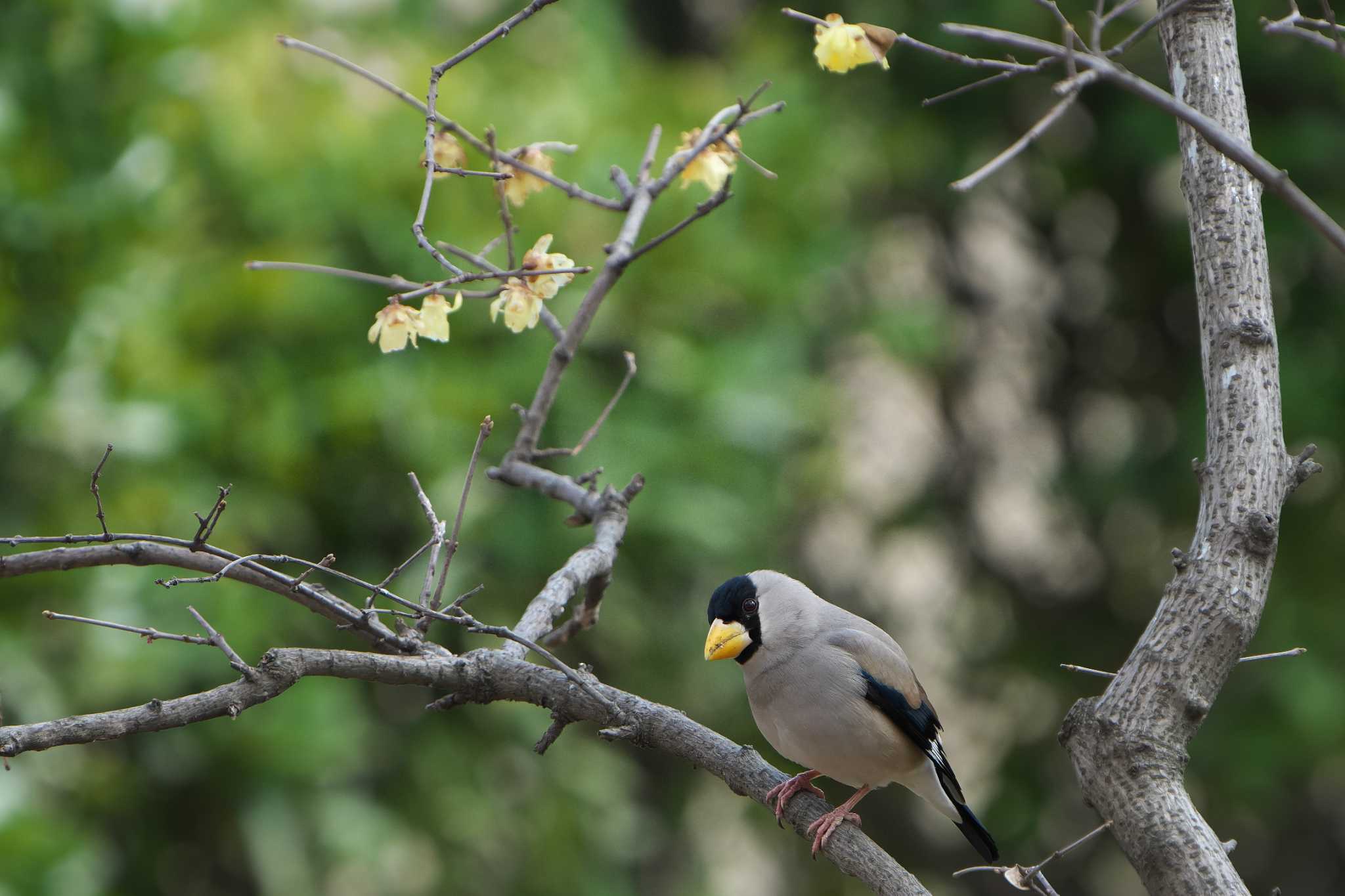 Japanese Grosbeak