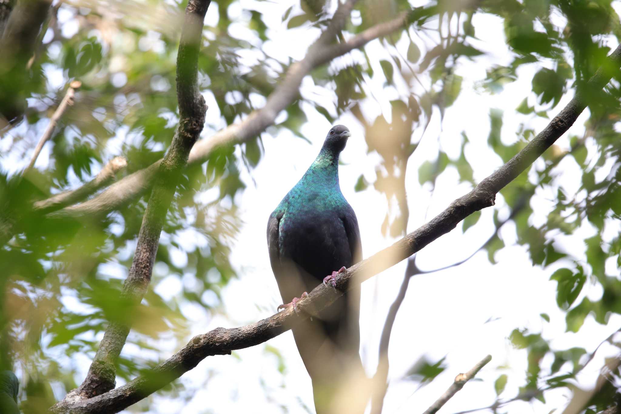 Photo of Black Wood Pigeon at 奄美大島 マテリヤの滝付近 by Hatamoto Akihiro