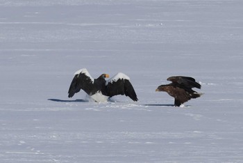 2023年1月28日(土) 風蓮湖の野鳥観察記録