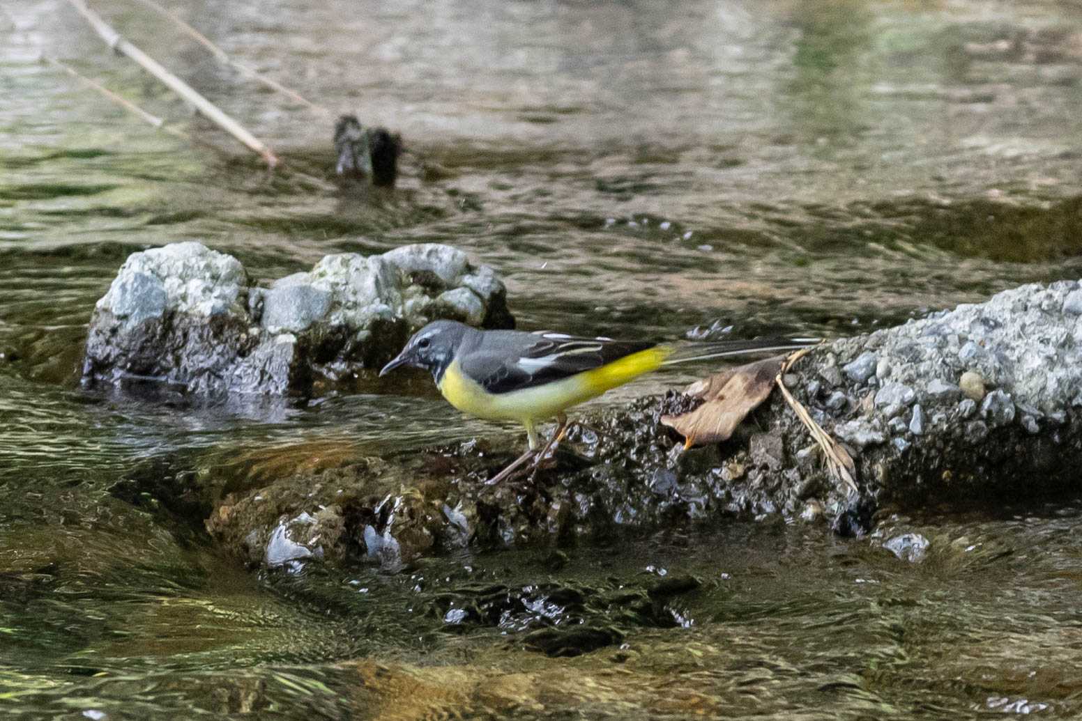 Photo of Grey Wagtail at 日高市 by WIPEOUT