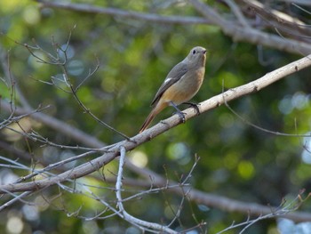 Tue, 2/28/2023 Birding report at 坂田ヶ池総合公園