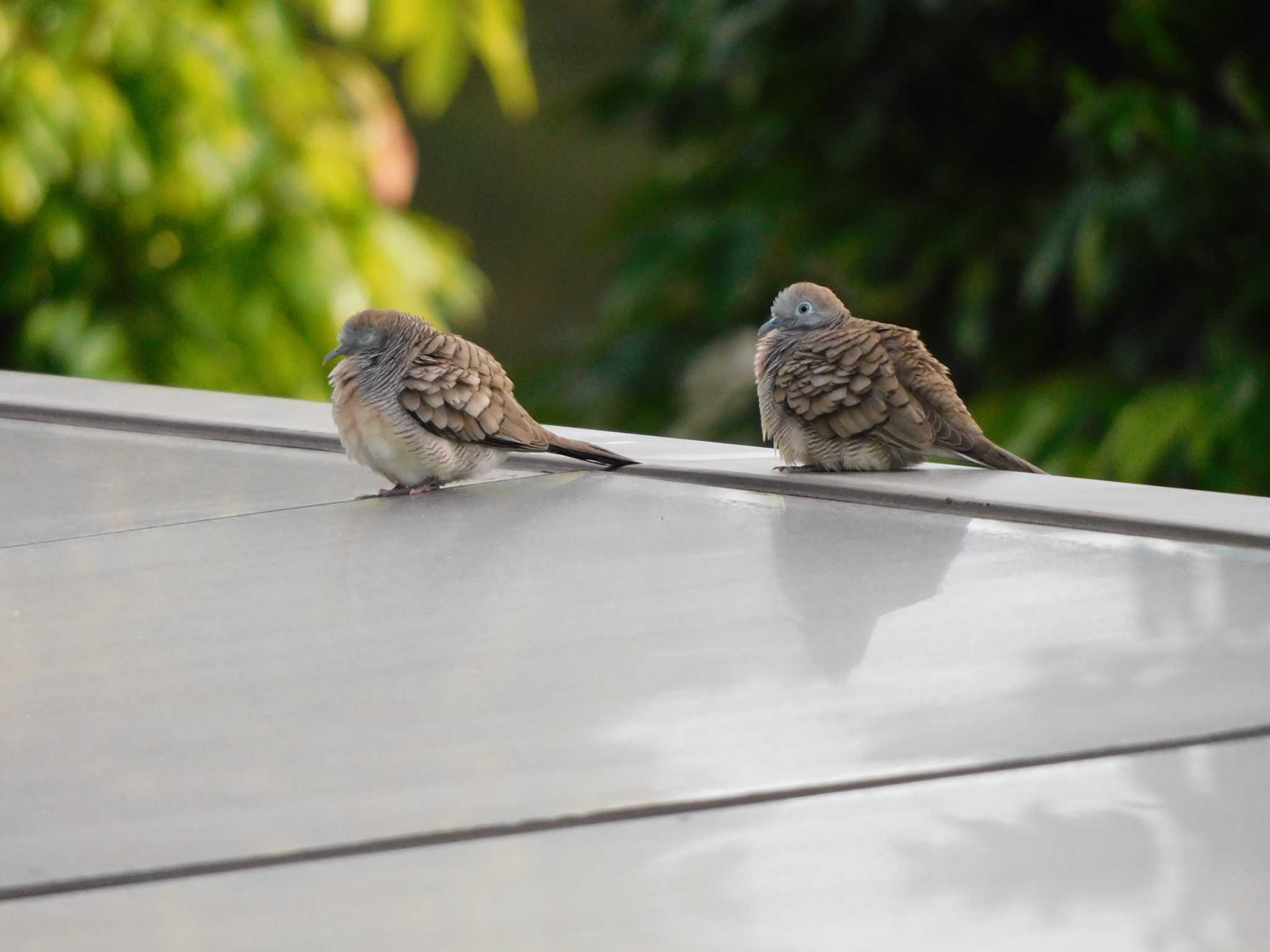 シンガポール チョウショウバトの写真 by mkmole