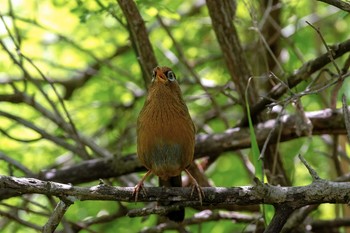 ガビチョウ 北本自然観察公園 2018年4月29日(日)