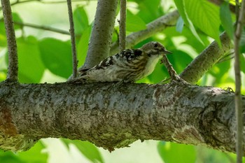 Japanese Pygmy Woodpecker 上尾丸山公園 Sun, 4/29/2018