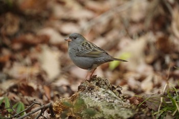 Grey Bunting くろんど池 Thu, 2/23/2023