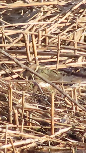 2023年2月28日(火) 水元公園の野鳥観察記録