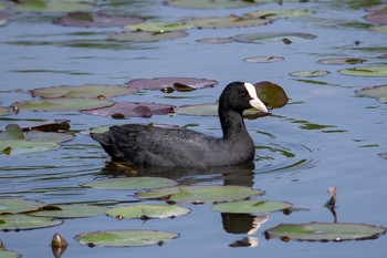 オオバン 見沼自然公園 2018年4月21日(土)