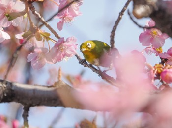 Warbling White-eye 都内 Mon, 2/20/2023