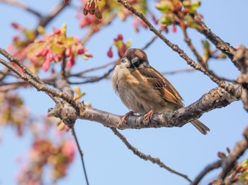 Eurasian Tree Sparrow 都内 Mon, 2/20/2023