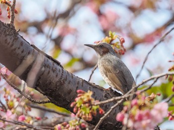 Brown-eared Bulbul 都内 Mon, 2/20/2023