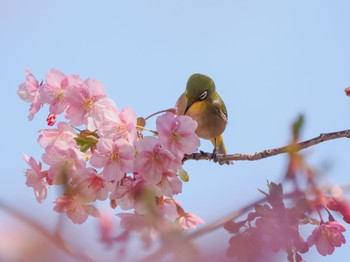 Warbling White-eye 都内 Mon, 2/20/2023