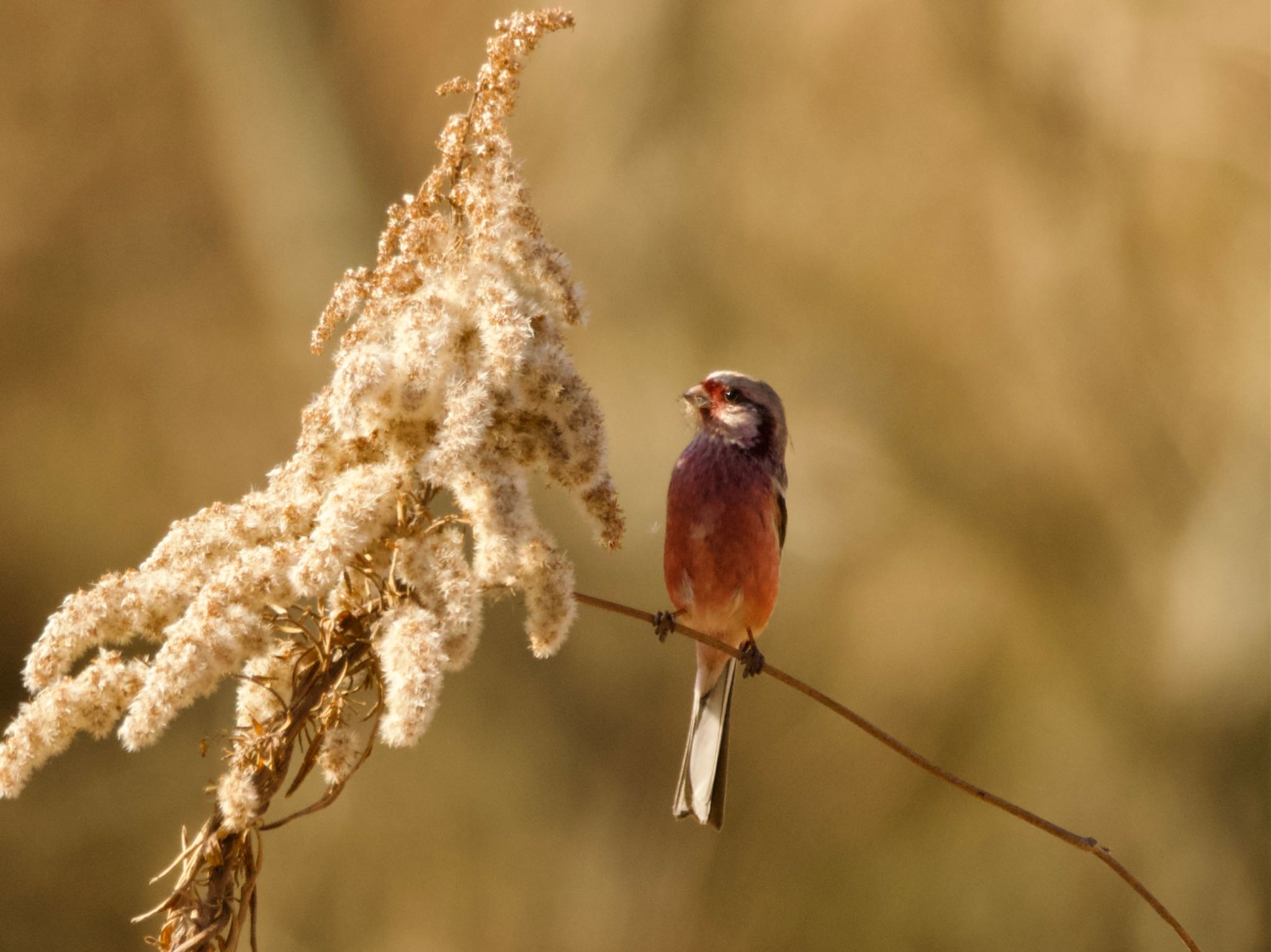 Photo of Siberian Long-tailed Rosefinch at つくし湖(茨城県桜川市) by スキーヤー