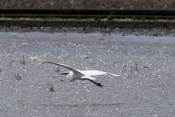 Great Egret 黒浜沼 Mon, 4/30/2018