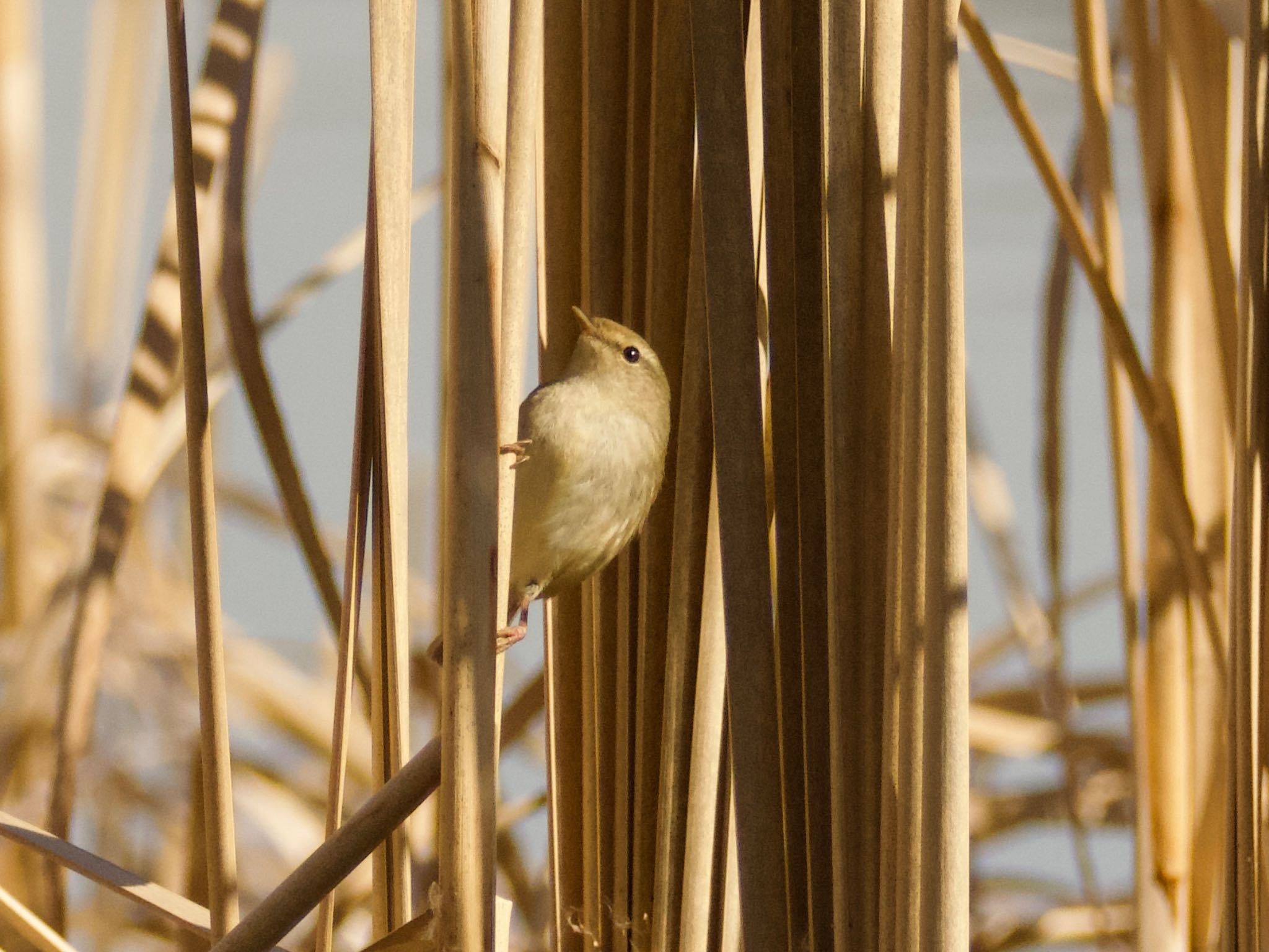 Photo of Japanese Bush Warbler at つくし湖(茨城県桜川市) by スキーヤー