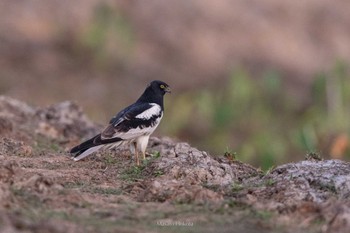 Pied Harrier Nong Bong Khai Non-hunting Area Sun, 2/19/2023