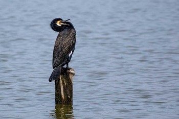 Great Cormorant Isanuma Tue, 5/1/2018