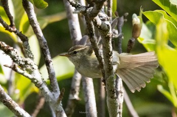 Greenish Warbler