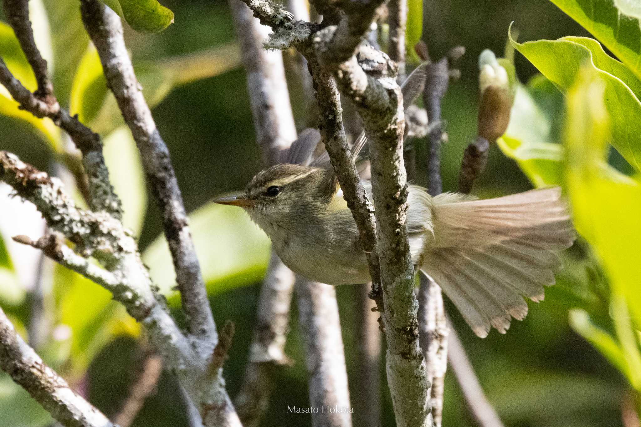 Photo of Greenish Warbler at Doi Angkhang by Trio