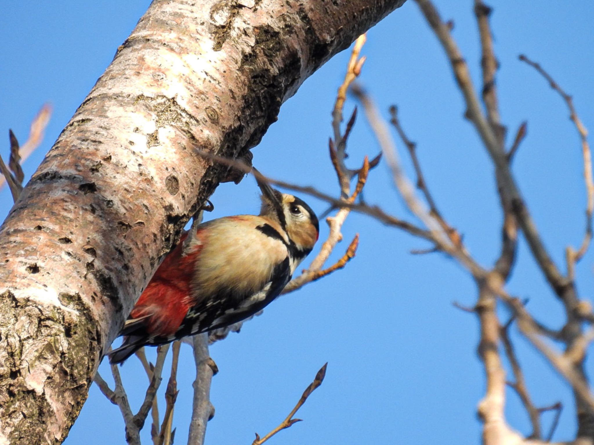 Photo of Great Spotted Woodpecker at 西海岸公園 by ぽちゃっこ