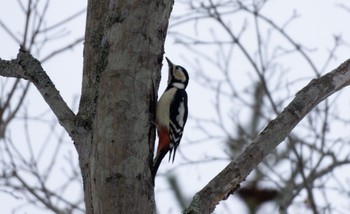 Great Spotted Woodpecker(japonicus) Tomakomai Experimental Forest Thu, 2/23/2023