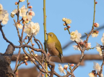 Warbling White-eye 羽根木公園 Thu, 2/23/2023