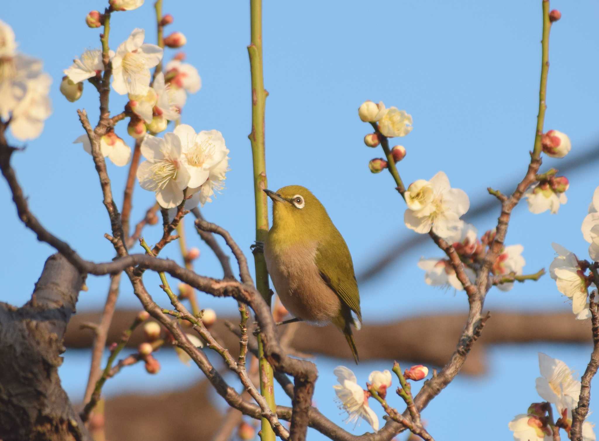 羽根木公園 メジロの写真 by NM🐥📷