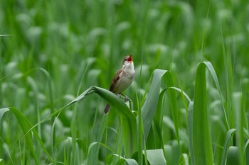 Oriental Reed Warbler Kitamoto Nature Observation Park Thu, 5/3/2018