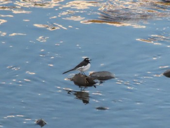 2023年2月11日(土) 早川の野鳥観察記録