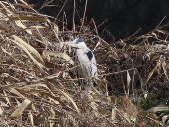 2023年1月28日(土) 早川の野鳥観察記録