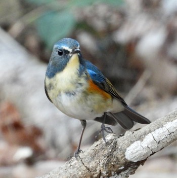 Red-flanked Bluetail Forest Park of Mie Prefecture Wed, 2/22/2023