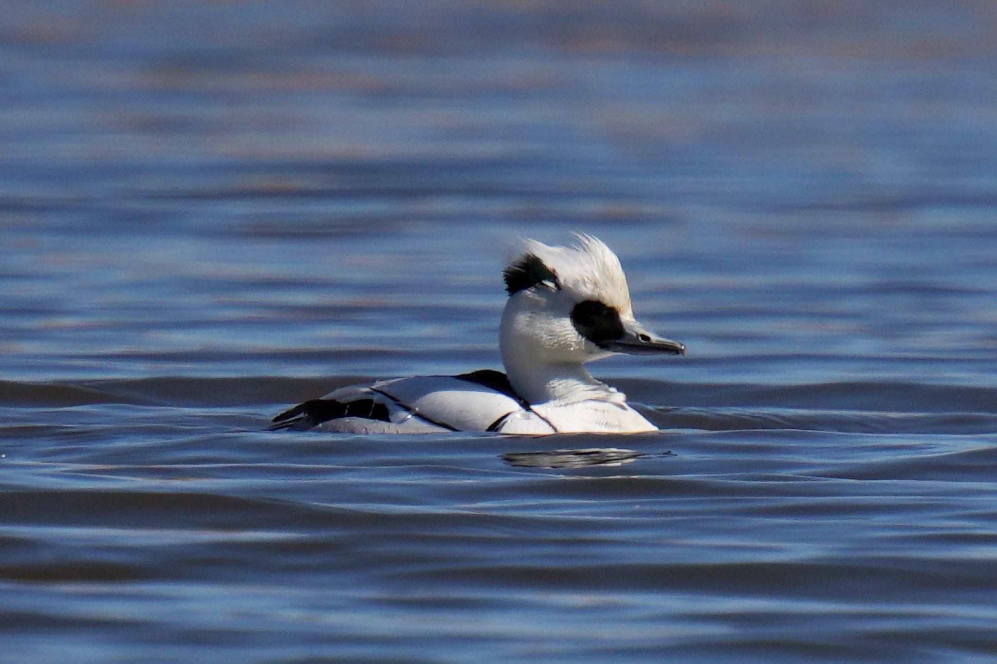 Smew