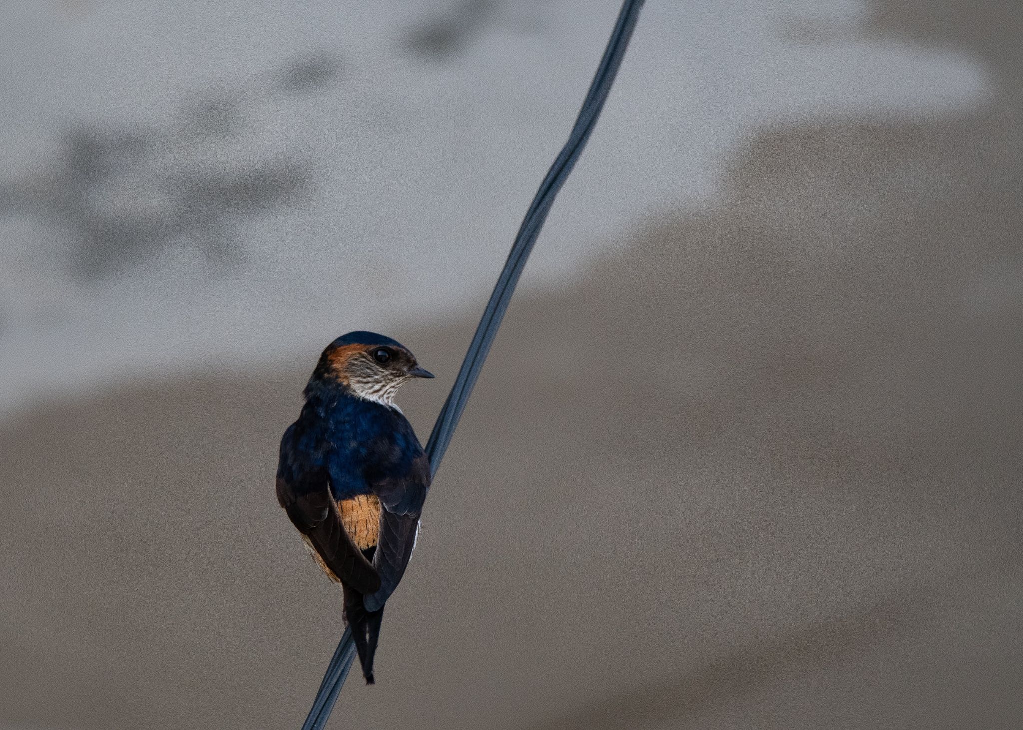 Photo of Red-rumped Swallow at 千葉県 by しゃちく(週末のすがた)