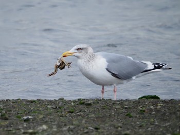 Vega Gull 大阪府 Unknown Date