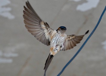 コシアカツバメ 千葉県 2018年4月29日(日)