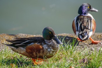 Northern Shoveler 市ヶ谷濠 Sun, 2/26/2023