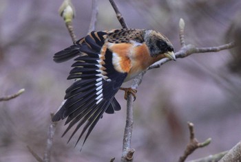 Brambling 紀伊山地 Tue, 2/28/2023