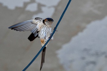 Red-rumped Swallow 千葉県 Sun, 4/29/2018