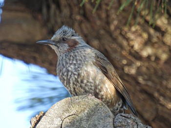 Brown-eared Bulbul 西海岸公園 Tue, 2/28/2023