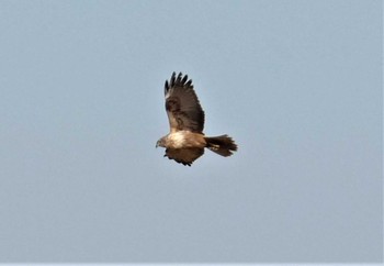 2023年2月28日(火) 渡良瀬遊水地の野鳥観察記録