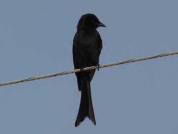 Black Drongo Yoron Island Fri, 5/4/2018