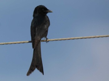 Black Drongo Yoron Island Fri, 5/4/2018