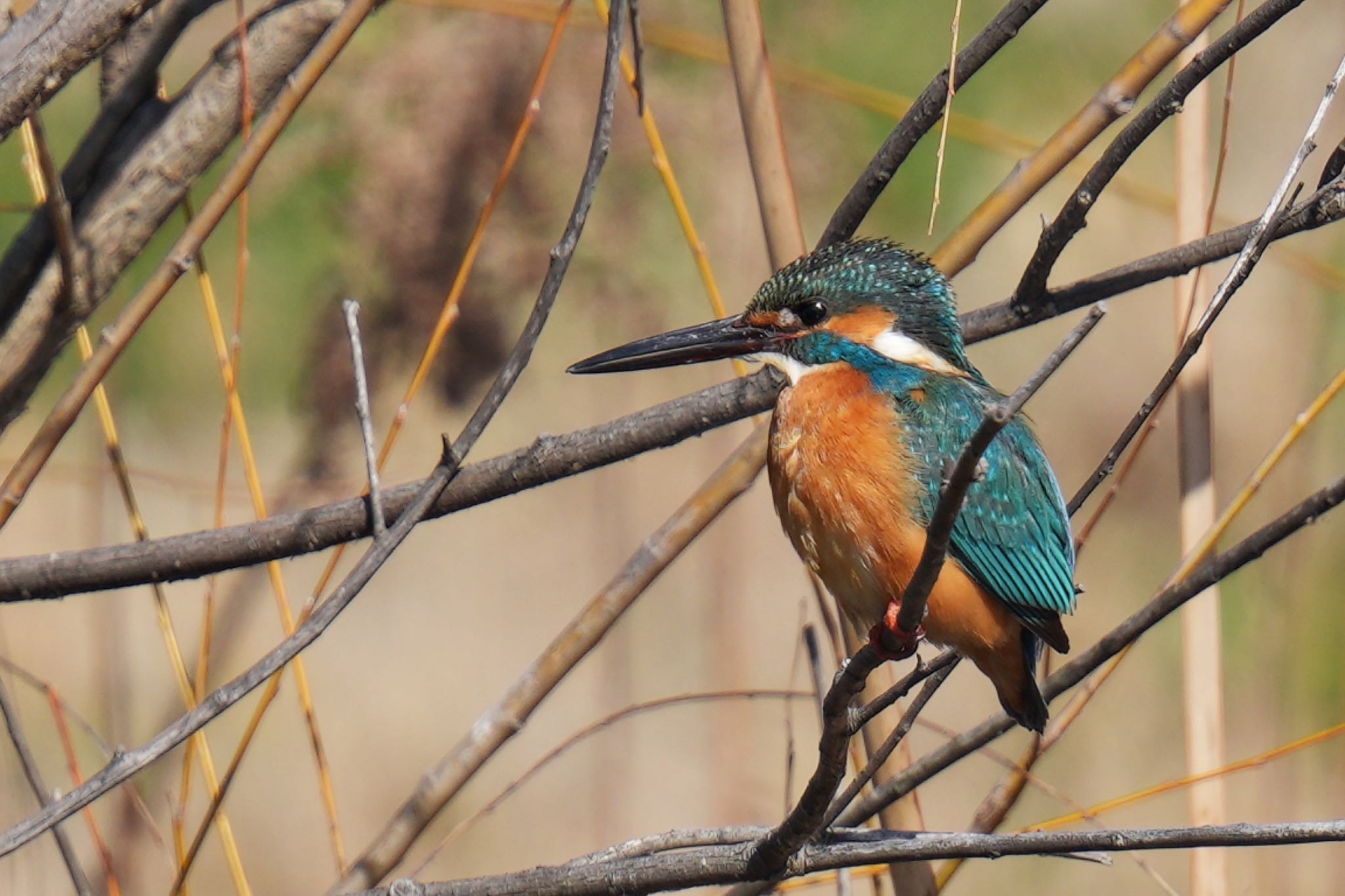 Common Kingfisher