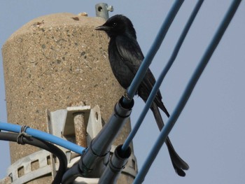 Black Drongo Yoron Island Fri, 5/4/2018