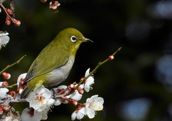 Warbling White-eye 中山道会館 Mon, 2/20/2023