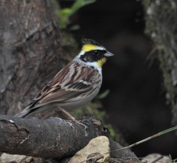 Yellow-throated Bunting 各務野自然遺産の森 Mon, 2/20/2023