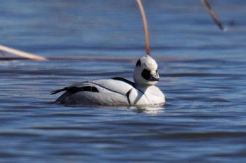 Smew Shin-yokohama Park Sun, 2/26/2023