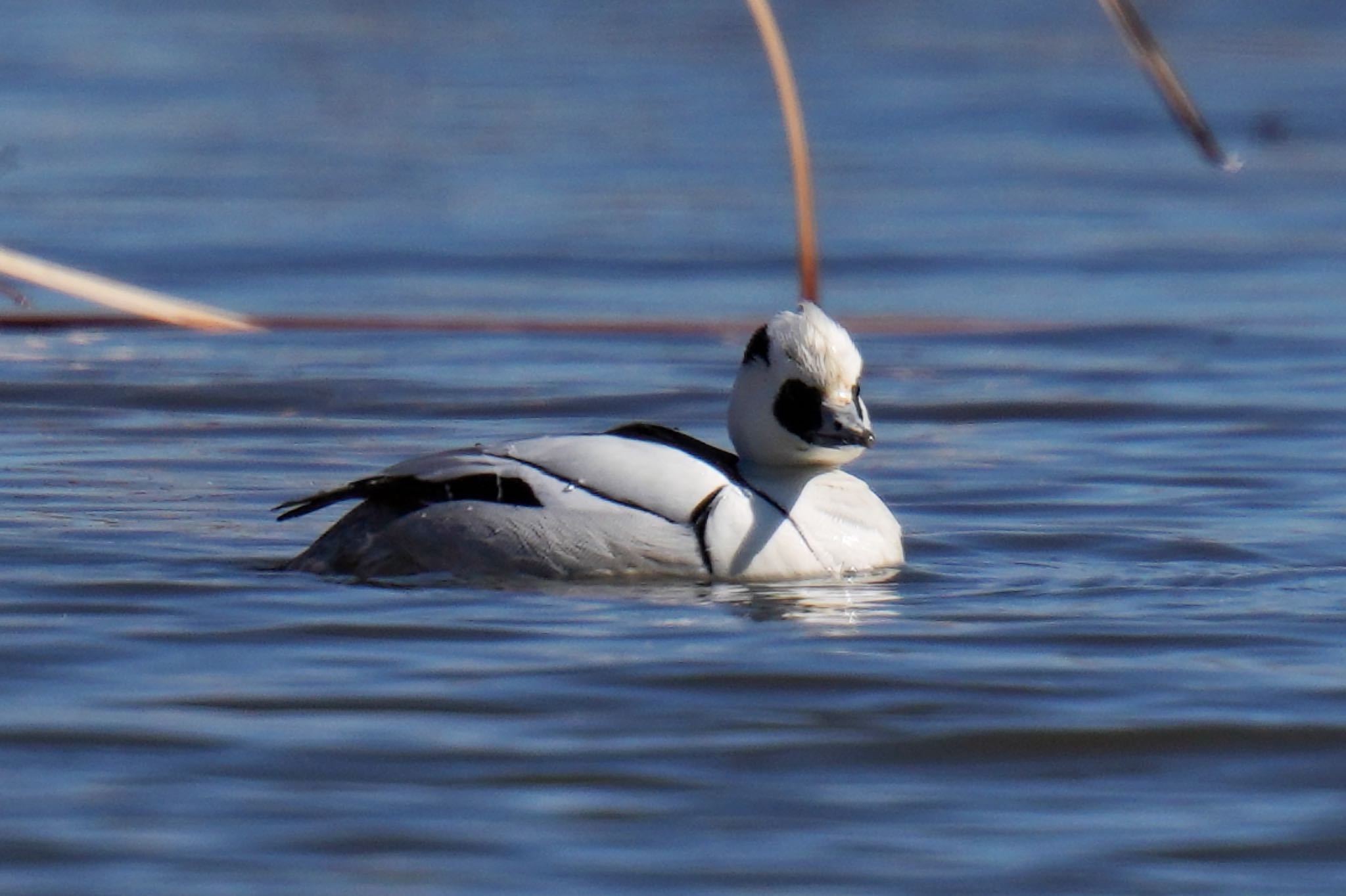 Smew