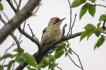 2018年5月3日(木) 三ツ池公園(横浜市鶴見区)の野鳥観察記録