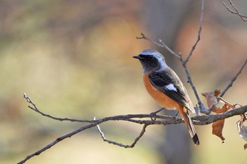 Daurian Redstart Showa Kinen Park Sun, 12/25/2022